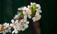 Яблони в цвету — какое чудо! Фото В. Бербенца